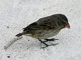 Galapagos 3-2-04 Espanola Gardner Bay Darwin Finch We saw a Darwin finch at Gardner Bay. There are 13 distinct species of finch found throughout the Galapagos Islands, with each species inhabiting its own niche. Charles Darwin's observations of the finches' different bill shapes and related eating habits helped lead to his revolutionary theories about natural selection. All of the Galapagos finches are relatively small and sparrow-like.